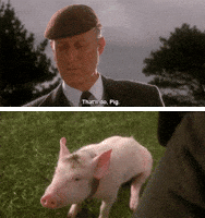 babe pig GIF