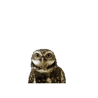 Burrowing Owl Sticker by Valley Zoo Development Society