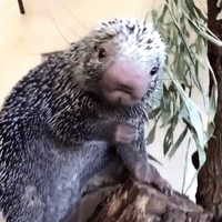 Brazilian Porcupine Chows Down During Snack Time at Cincinnati Zoo