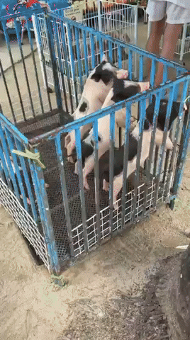 SPCA giphyupload GIF