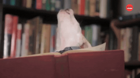 Books Reading GIF by BuzzFeed