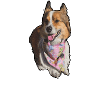 Corgi Bentley Sticker by Geekster Pets