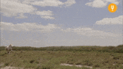 Leaving Wild Horses GIF by CuriosityStream