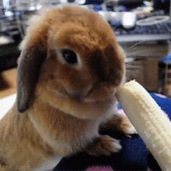 monkey loves bananas GIF