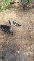Magpie and Cat Share an Unlikely Peck