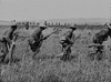 Us Army Vintage GIF by US National Archives