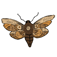 Boho Mariposa Sticker by chicayeyemx