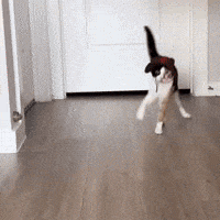 Wobblycat GIF