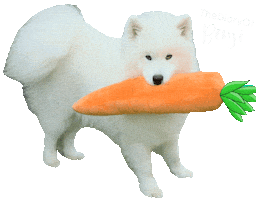 Dog Yes Sticker