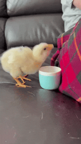 Hydrate Getränk GIF