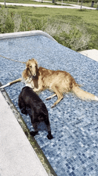 gonzotheborzoi meme party puppy poolparty GIF