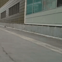 Skateboarding Dog Freewheels Downhill Outside Emirates Stadium in London