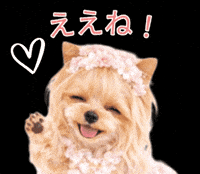 Yorkshire Terrier Dog GIF
