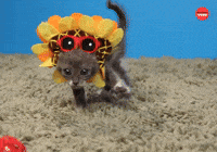 Majestic Sunflower