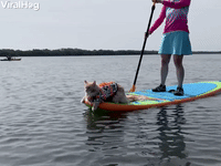 Fluffy Kitty Paddleboards into the Weekend