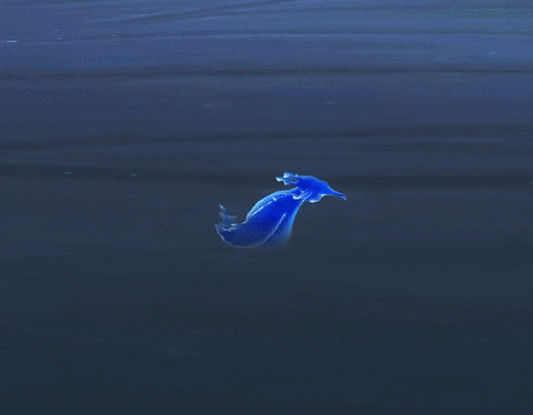 franmolinab02c giphyupload GIF