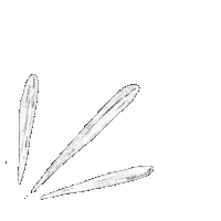 Accent Sticker