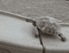 race turtles GIF