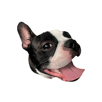 Dog Perros Sticker by doog - good food for happy pets