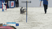 Espn Running GIF by American Kennel Club