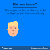 body education GIF by Ficazo