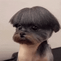 Dog Barber GIF by Respective