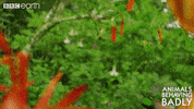 bird wildlife GIF by BBC Earth