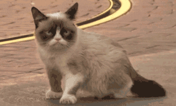 grumpy cat GIF