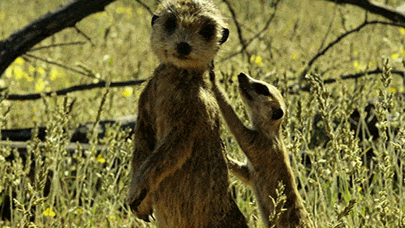 GIF by PBS