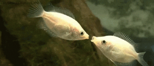 Fish Reaction GIF by MOODMAN