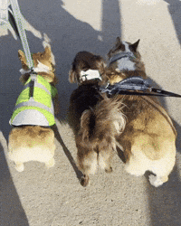 Corgi Cute Dog GIF