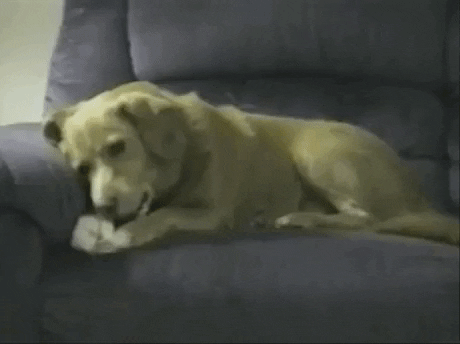 GifVif giphyupload trust no one GIF