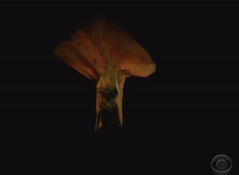 beyonce grammys GIF by Vulture.com