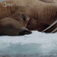 Explore Pbs Nature GIF by Nature on PBS