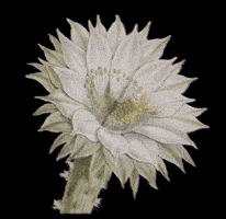 Cactus Cacti GIF by Dr.Soil