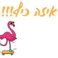 כלולה GIF by caloola