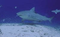 sea swimming GIF by University of California