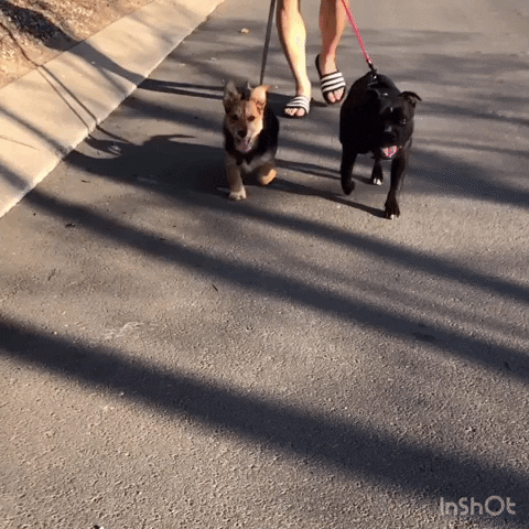 monise_zuki giphygifmaker GIF