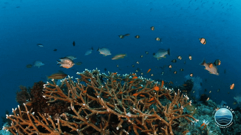 Coral Reef GIF by Mission Blue