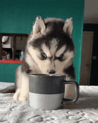 Angry Coffee GIF by JustViral.Net
