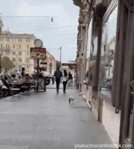 josebrito2fa9 giphyupload GIF