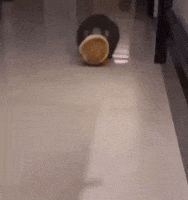 Rat Pancake GIF