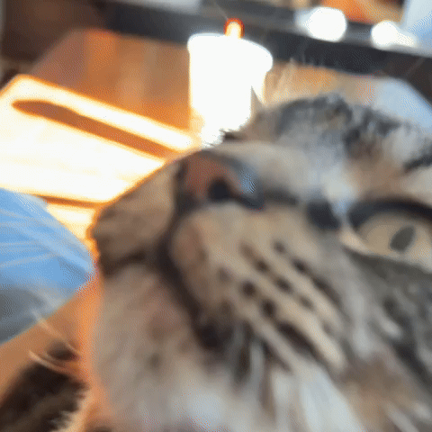 nedgoj giphycreatortest GIF