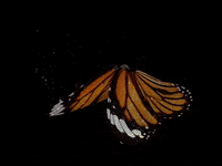 Butterfly GIF by Capture Social Group