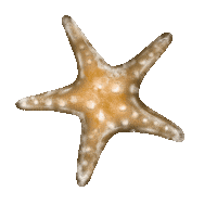 Happy Star Fish Sticker