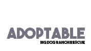 Adoptable Sticker by Big Dog Ranch Rescue