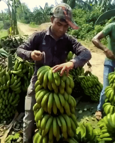 gif-vif giphyupload gifvif banana cutting GIF