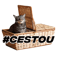 cat Sticker