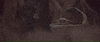 Baby Yoda GIF by Vulture.com