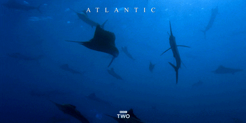 bbc two ocean GIF by BBC